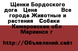 Щенки Бордоского дога › Цена ­ 60 000 - Все города Животные и растения » Собаки   . Кемеровская обл.,Мариинск г.